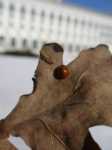 Mārīte pie Ķemeru sanatorijas